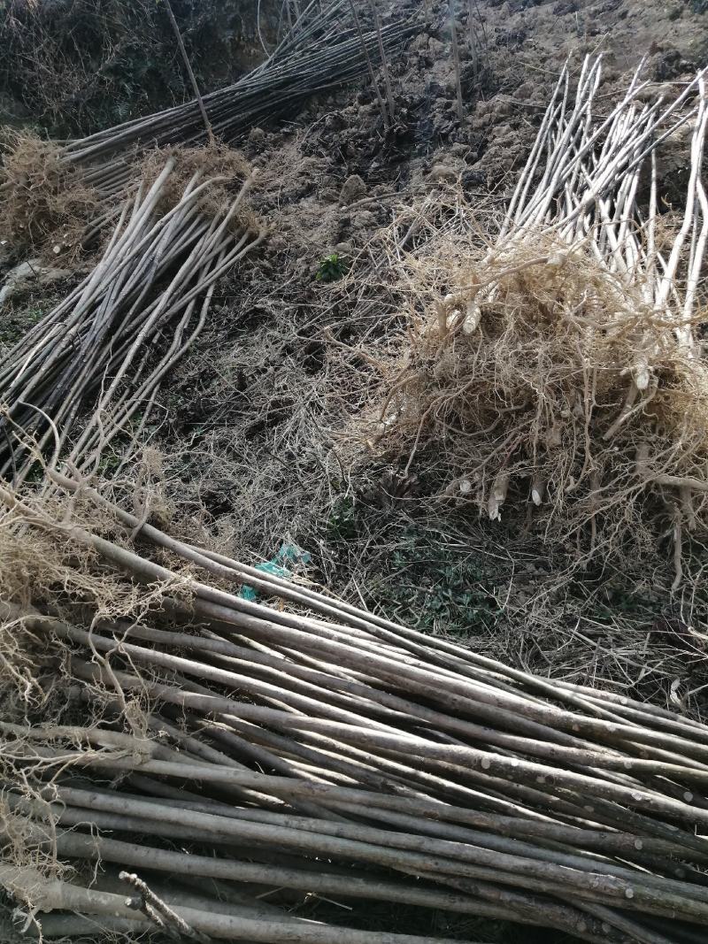 三年桐苗基地批发，买油桐苗请选择重庆俊尧专业油桐培育公司
