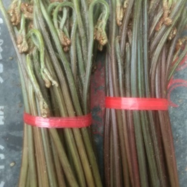 蕨菜，贵州自然天然生长