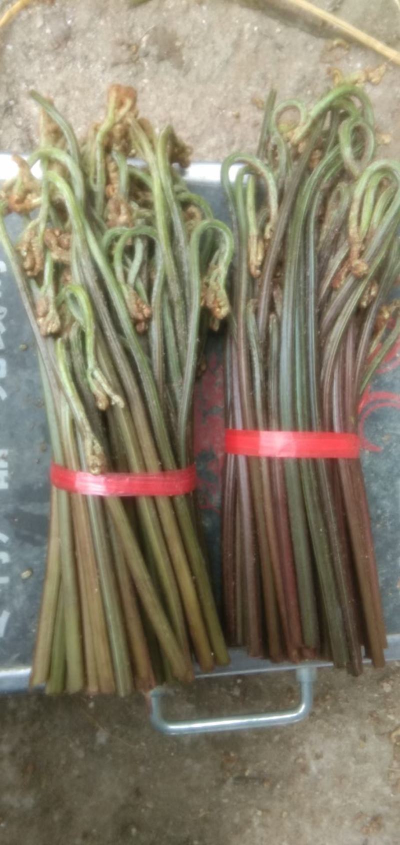 蕨菜，贵州自然天然生长