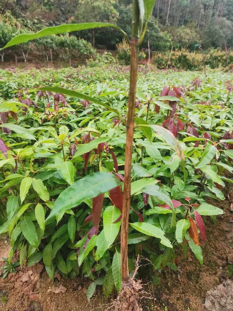 芒果苗直生苗可以嫁接自己想要的芒果品种