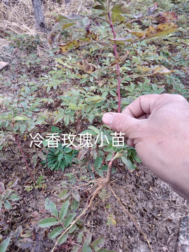 冷香玫瑰工程苗、扦插冷香玫瑰床上苗，冷香玫瑰球。