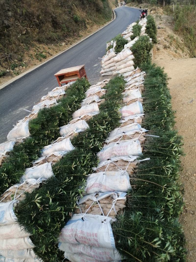 优质杉树苗速生杉木苗基地直发造林绿化园林工程批发