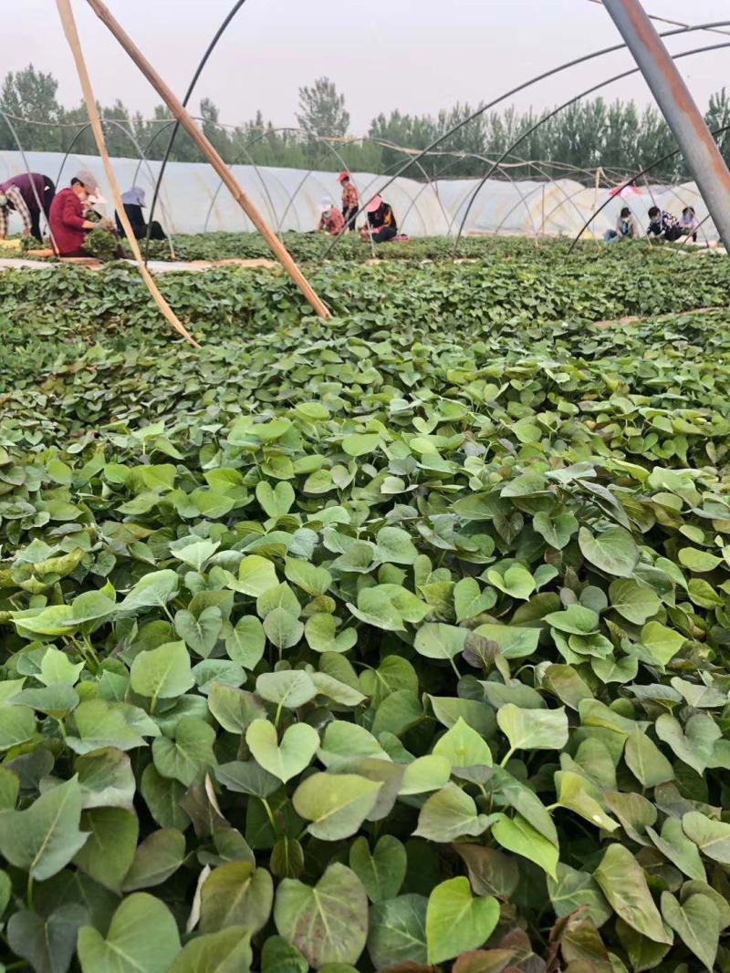 农科院授权单位脱毒原种红薯苗西瓜红苗龙九苗烟薯苗蜜薯苗