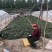 农科院授权单位脱毒原种红薯苗西瓜红苗龙九苗烟薯苗蜜薯苗