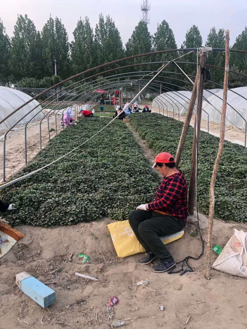 农科院授权单位脱毒原种红薯苗西瓜红苗龙九苗烟薯苗蜜薯苗