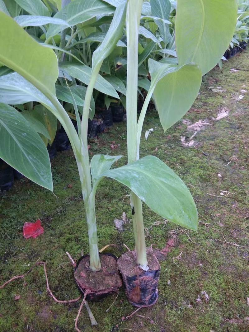 香蕉树苗粉蕉苗脱毒无病害苗当年结果产量高南方种植地栽