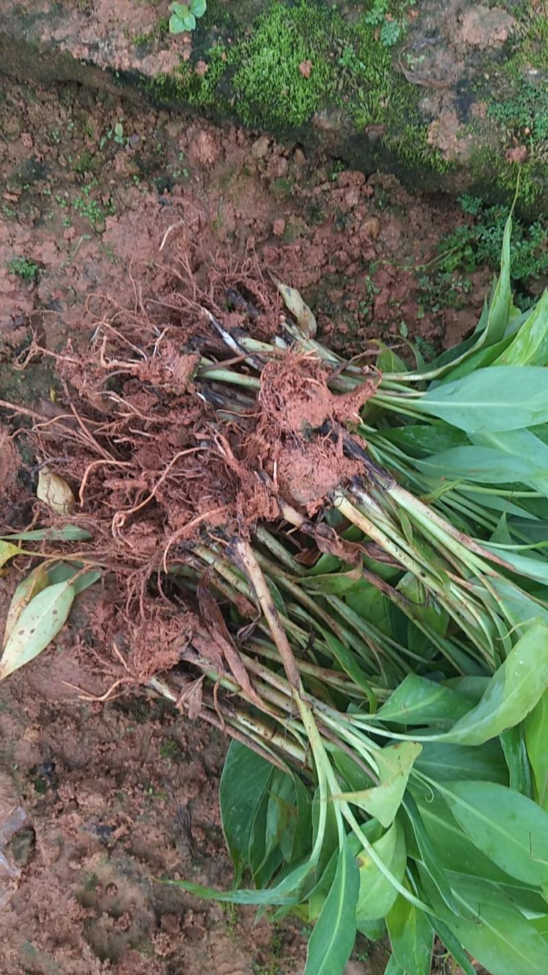 香蕉树苗粉蕉苗脱毒无病害苗当年结果产量高南方种植地栽