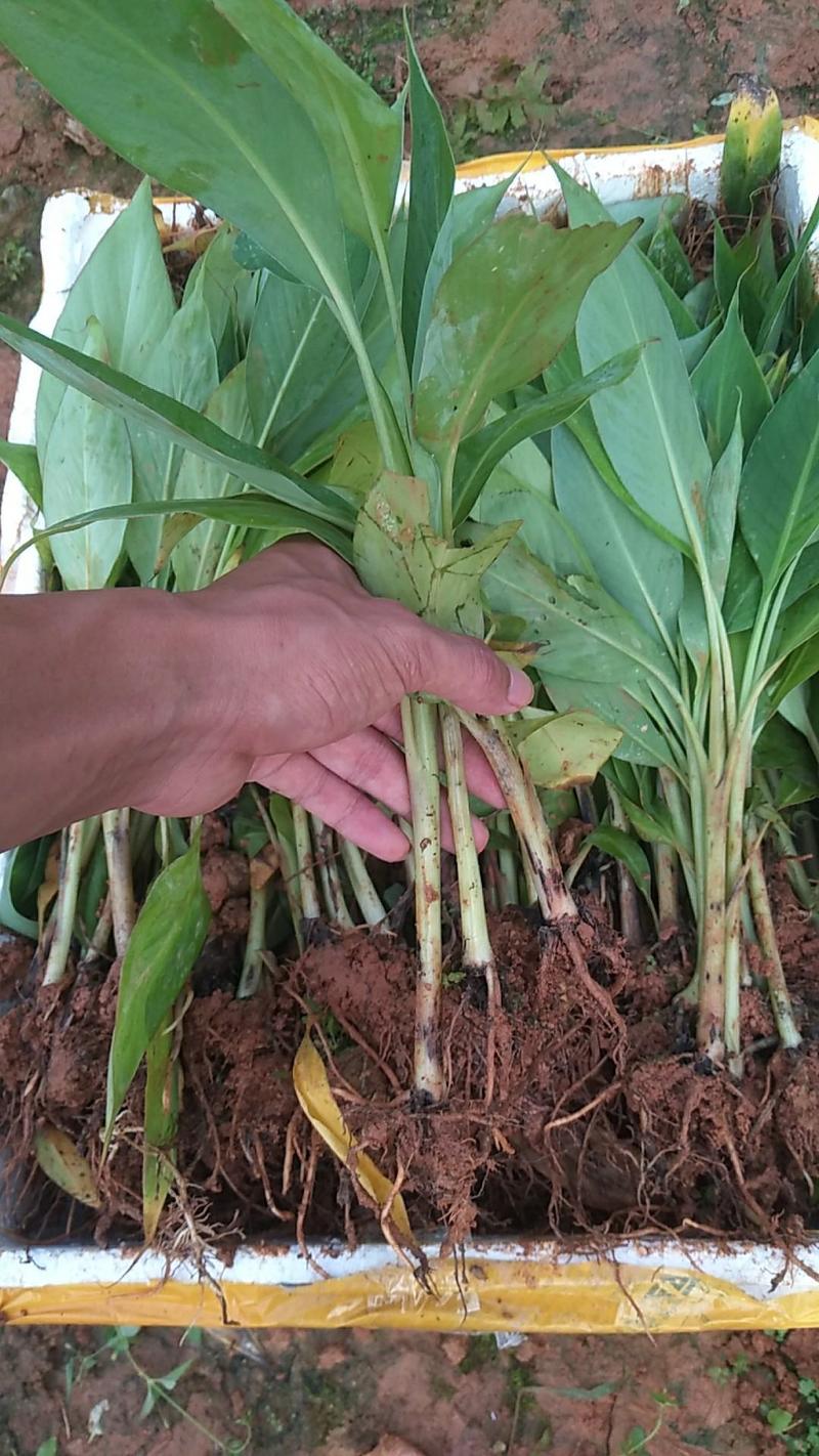 香蕉树苗粉蕉苗脱毒无病害苗当年结果产量高南方种植地栽