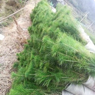 马尾松苗大量批发自产自销保成活质量保证常年供货
