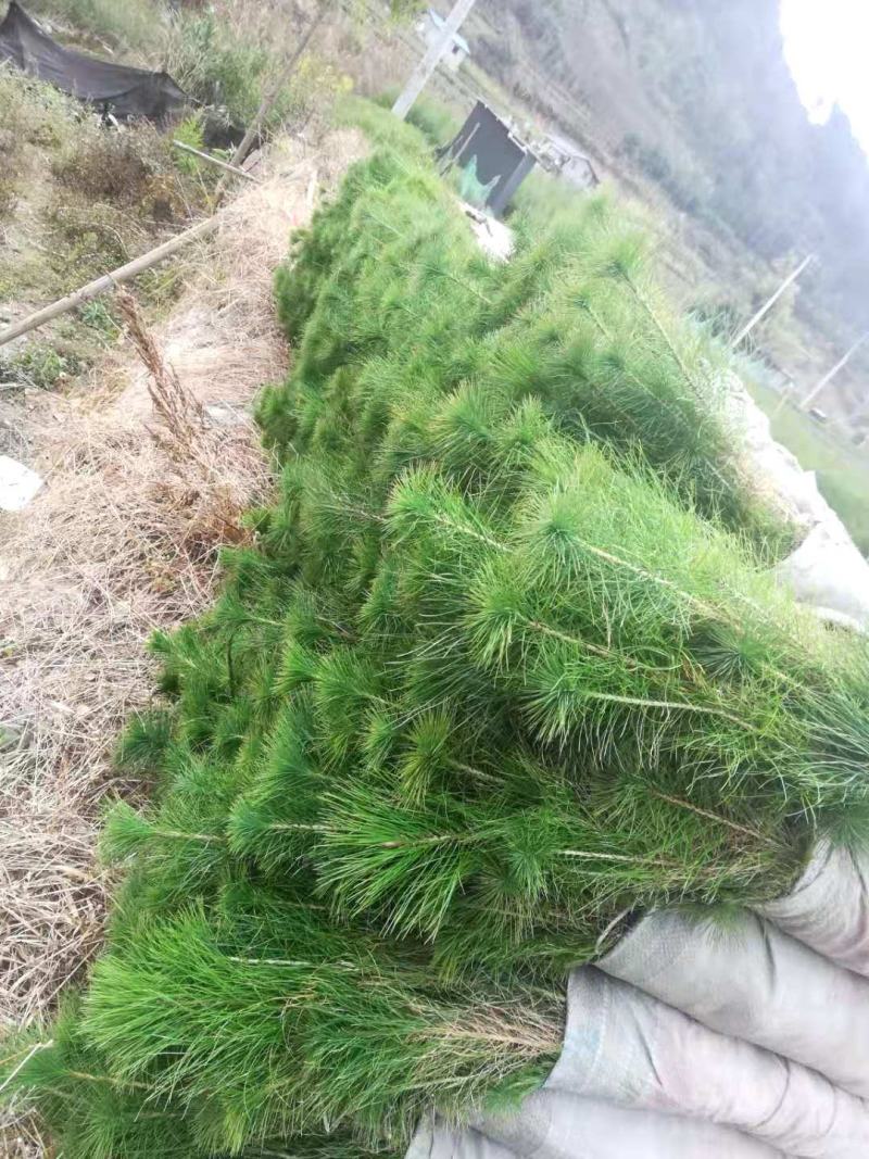 马尾松苗大量批发自产自销保成活质量保证常年供货