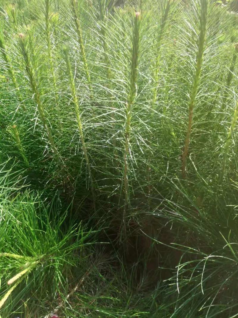 马尾松苗大量批发自产自销保成活质量保证常年供货