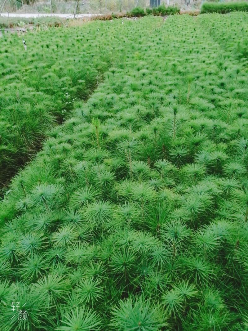 马尾松苗大量批发自产自销保成活质量保证常年供货
