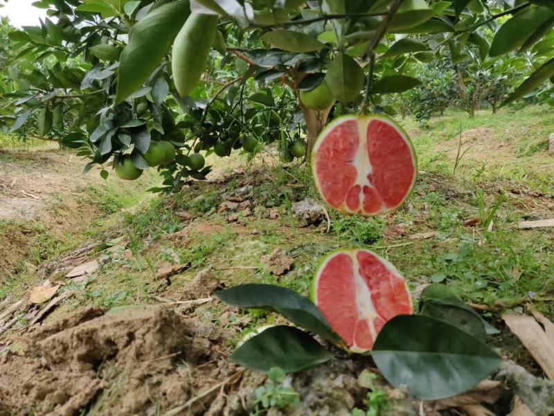 柚子树苗泰国红宝石蜜柚正品嫁接苗原土发货南北方种植地栽