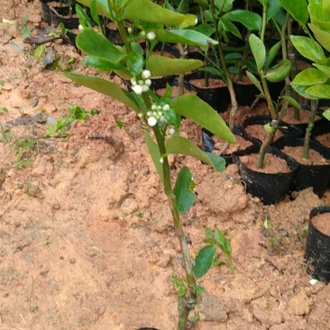 无核香水柠檬苗柠檬树苗食用，地栽杯栽都可以