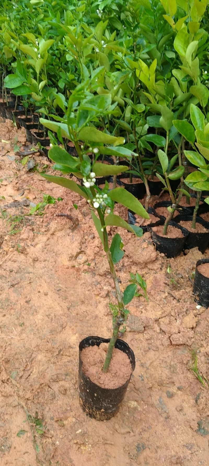 无核香水柠檬苗柠檬树苗食用，地栽杯栽都可以
