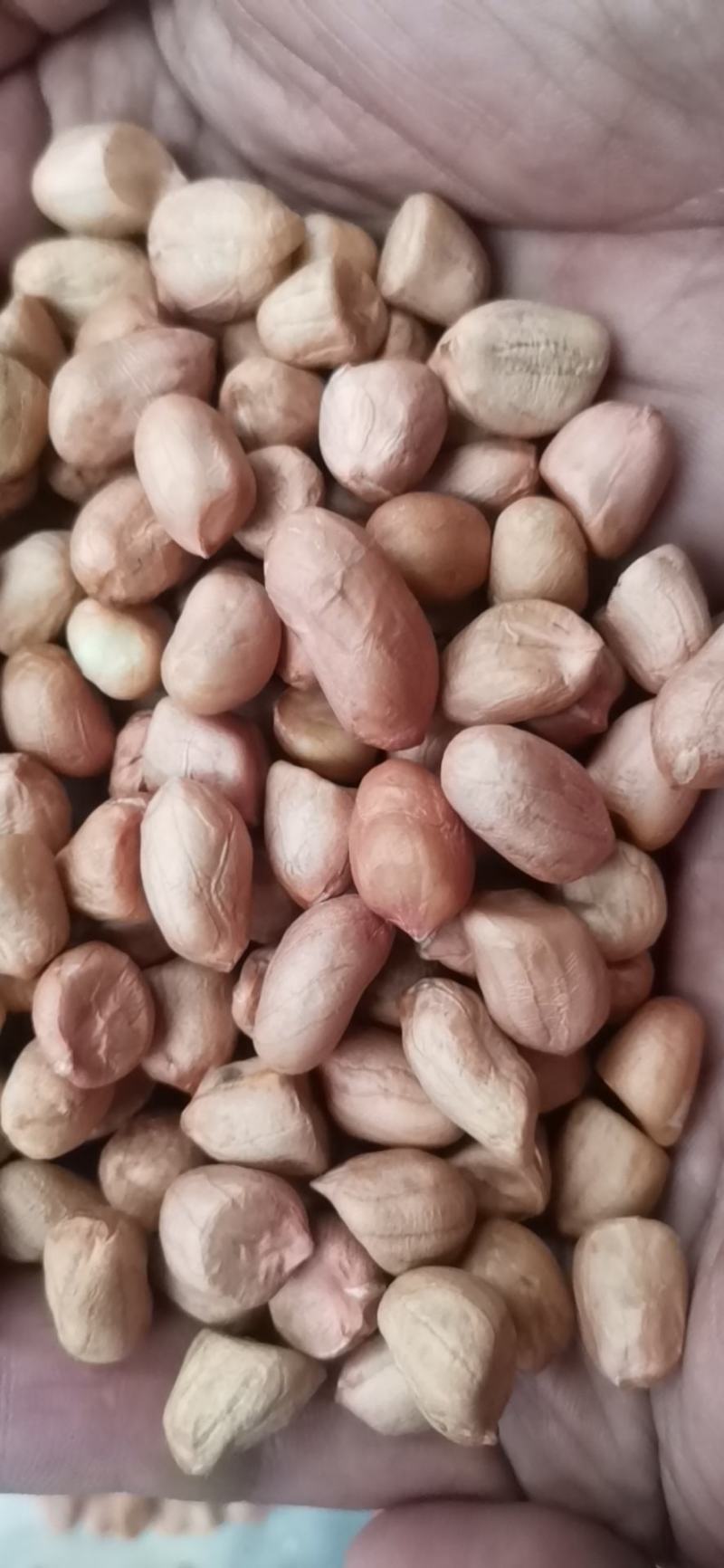 【热卖花生米】白沙系列花生米，规格齐全，来电优惠