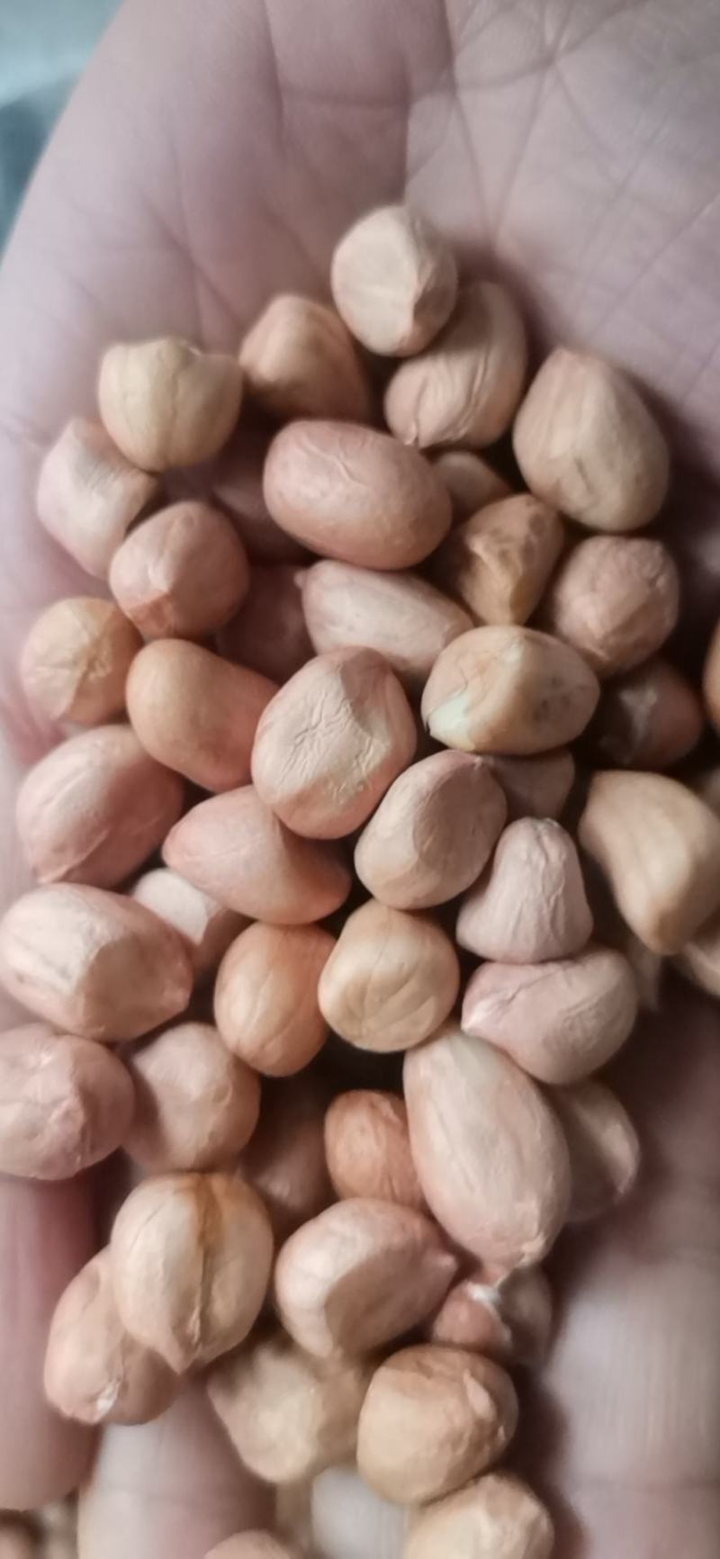 【热卖花生米】白沙系列花生米，规格齐全，来电优惠