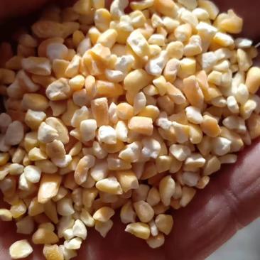 玉米渣，粘玉米碴子，白色，黄色，大中小，