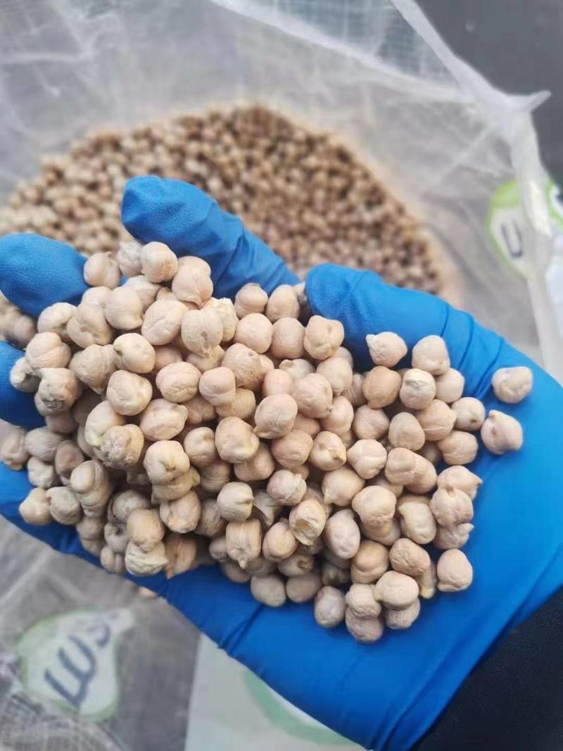 鹰嘴豆，2023年新货，颗粒均匀，各规格齐全。