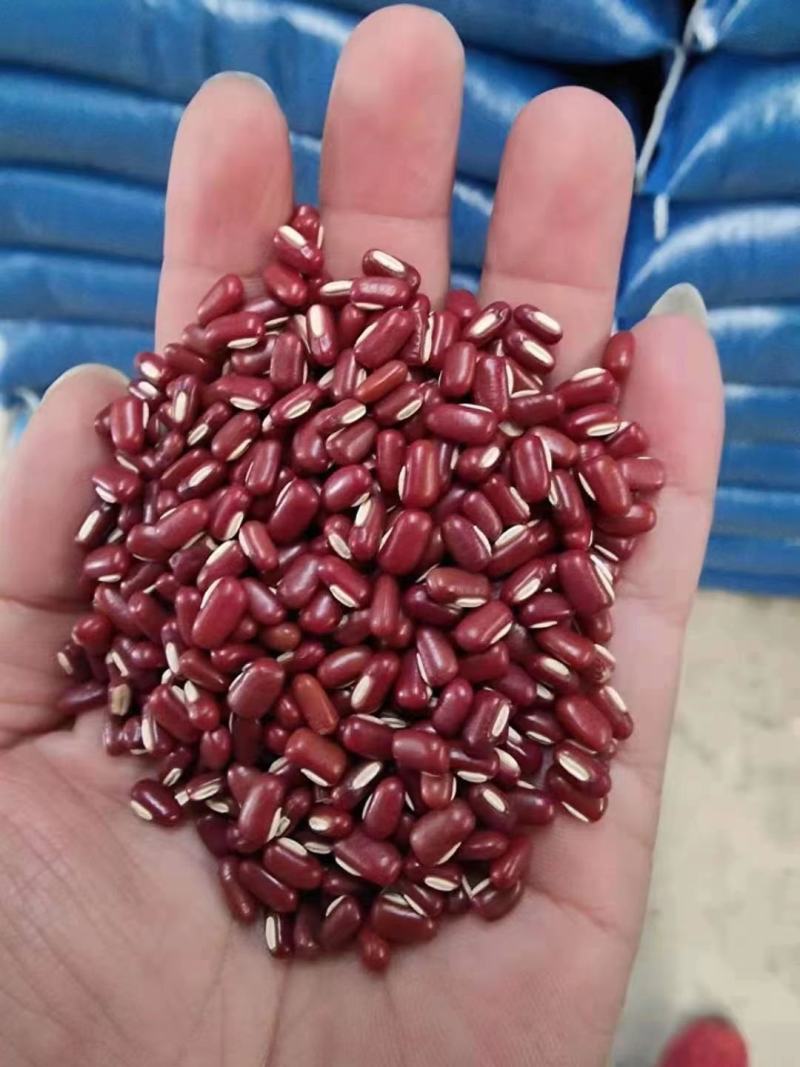 【赤小豆】规格齐全烘焙食品加工现货供应电联优惠