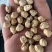 鹰嘴豆，新货，颗粒均匀，饱满，各规格齐全。