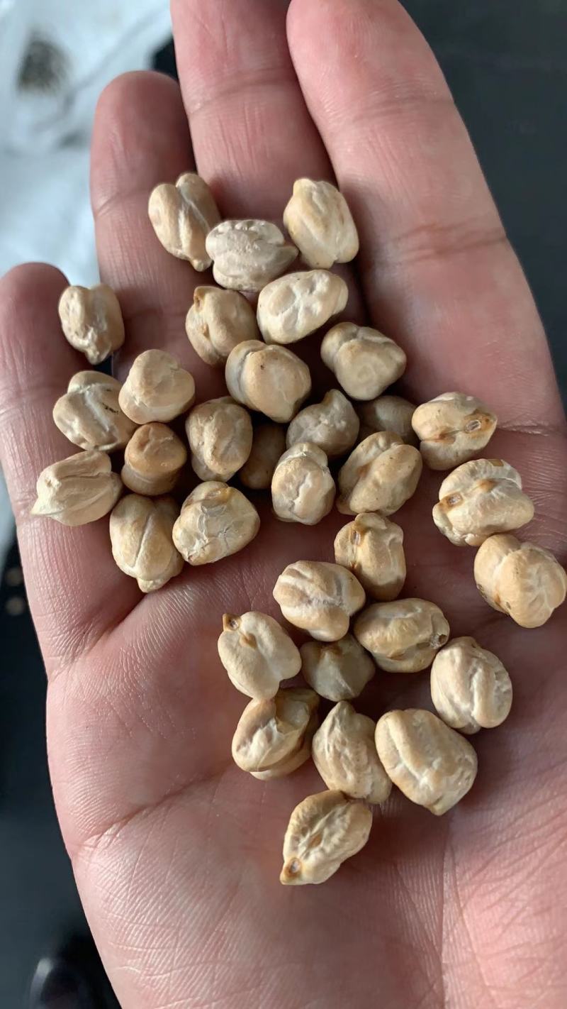鹰嘴豆，新货，颗粒均匀，饱满，各规格齐全。