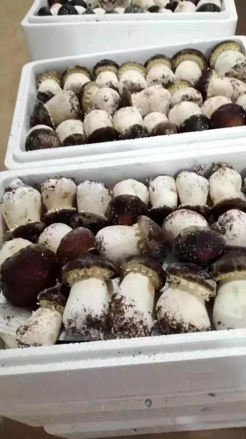 新鲜赤松茸，赤松茸产地直发，批发一件代发，泡沫箱5斤装