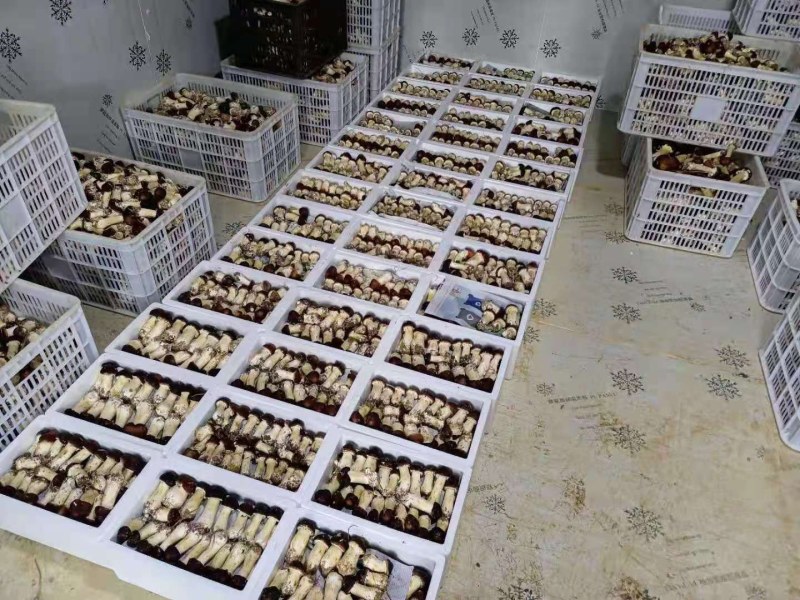 新鲜赤松茸，赤松茸产地直发，批发一件代发，泡沫箱5斤装