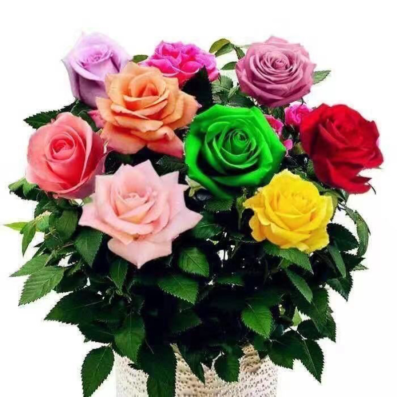 玫瑰花苗老桩老根月季花苗盆栽大花花卉室内花植物四季易活