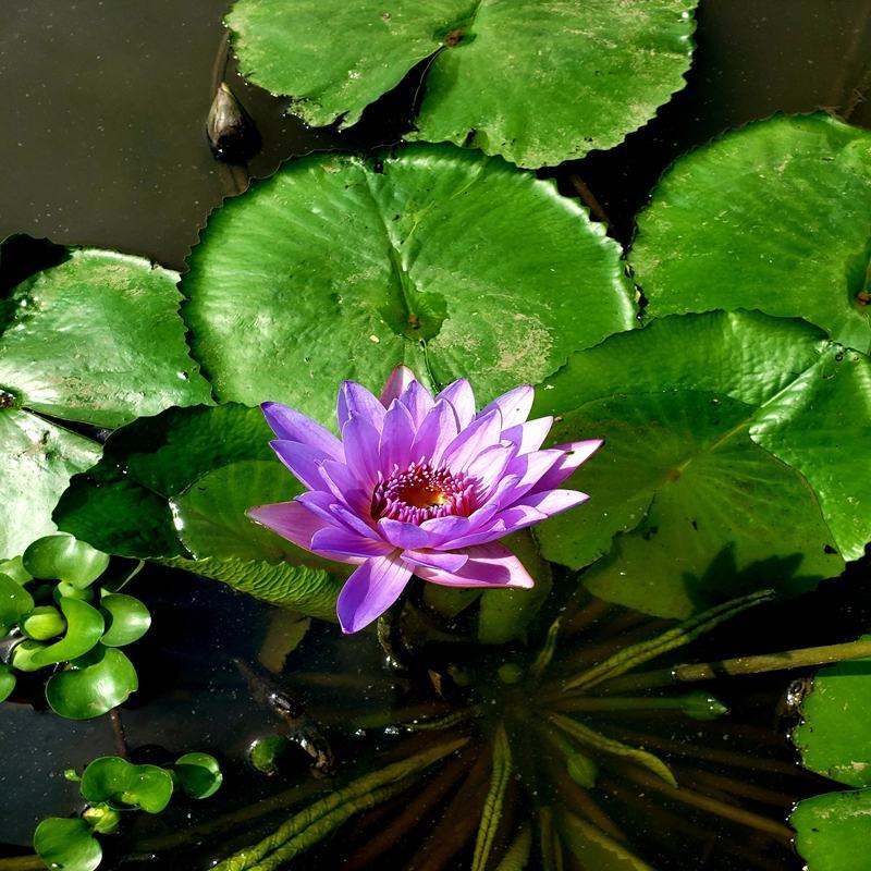 迷你睡莲水培植物四季花卉花盆栽根块观花水生碗莲荷花带花苞