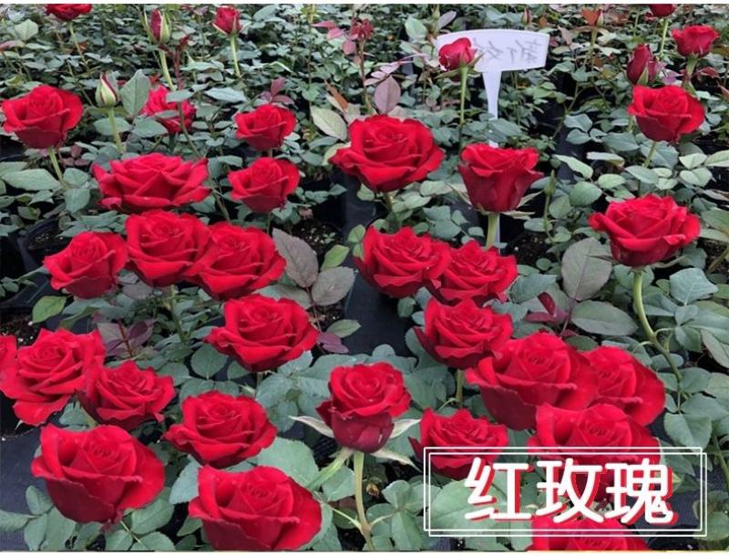 玫瑰花苗老桩老根月季花苗盆栽大花花卉室内花植物四季易活