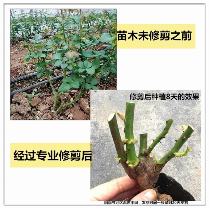 玫瑰花苗老桩老根月季花苗盆栽大花花卉室内花植物四季易活