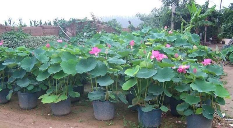荷花苗藕苗藕种食用水培植物盆栽庭院池栽观赏莲花苗莲藕