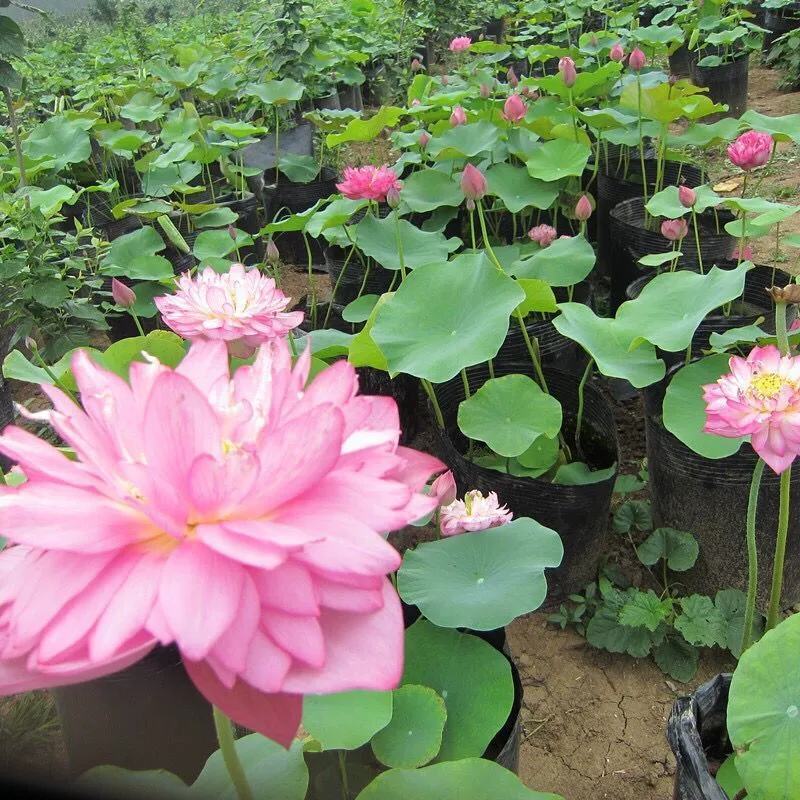 荷花苗藕苗藕种食用水培植物盆栽庭院池栽观赏莲花苗莲藕