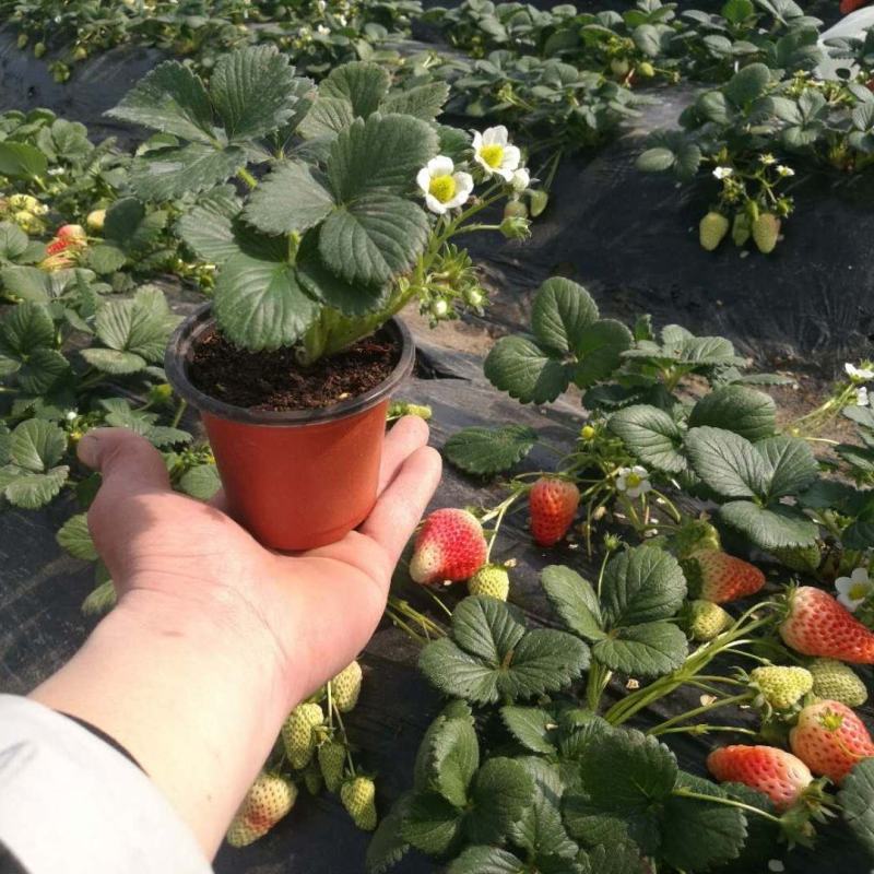 四季奶油草莓苗南北方种植盆栽地栽阳台种植好吃四季白草莓