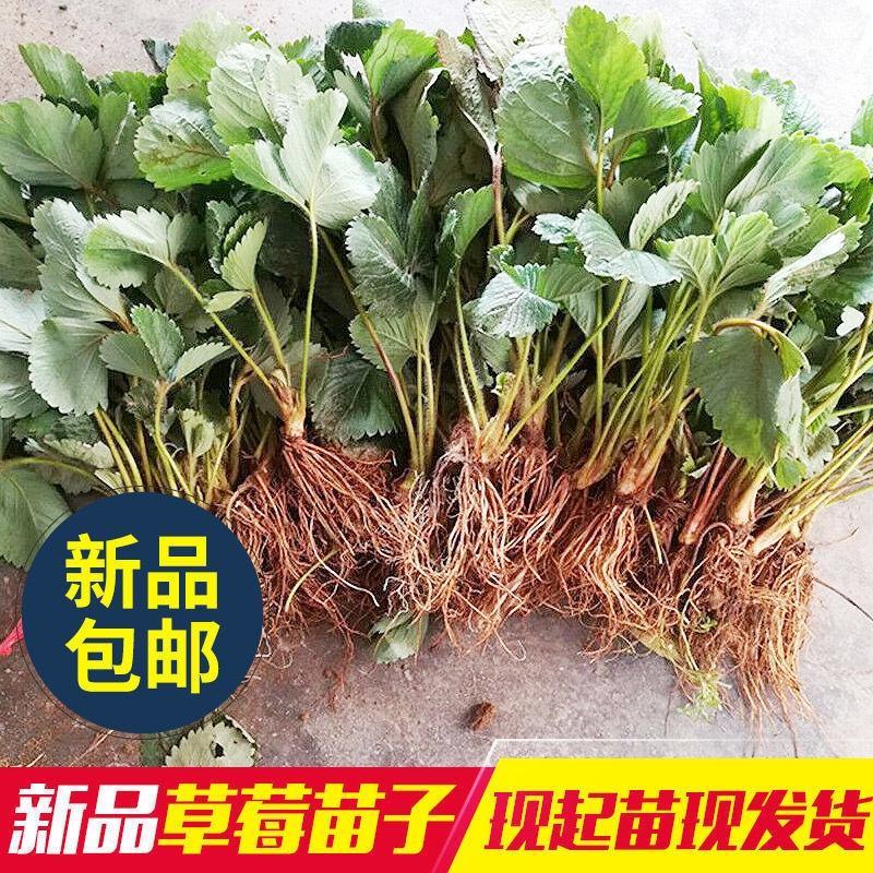 四季奶油草莓苗南北方种植盆栽地栽阳台种植好吃四季白草莓