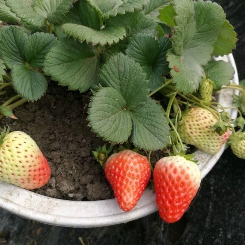 四季奶油草莓苗南北方种植盆栽地栽阳台种植好吃四季白草莓