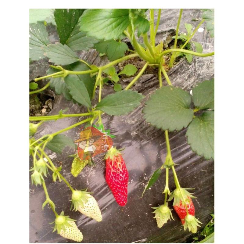 四季奶油草莓苗南北方种植盆栽地栽阳台种植好吃四季白草莓