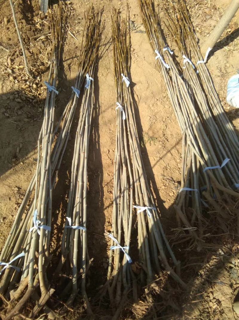 【推荐】法桐特价处理成活率高苗圃直发欢迎来电订购