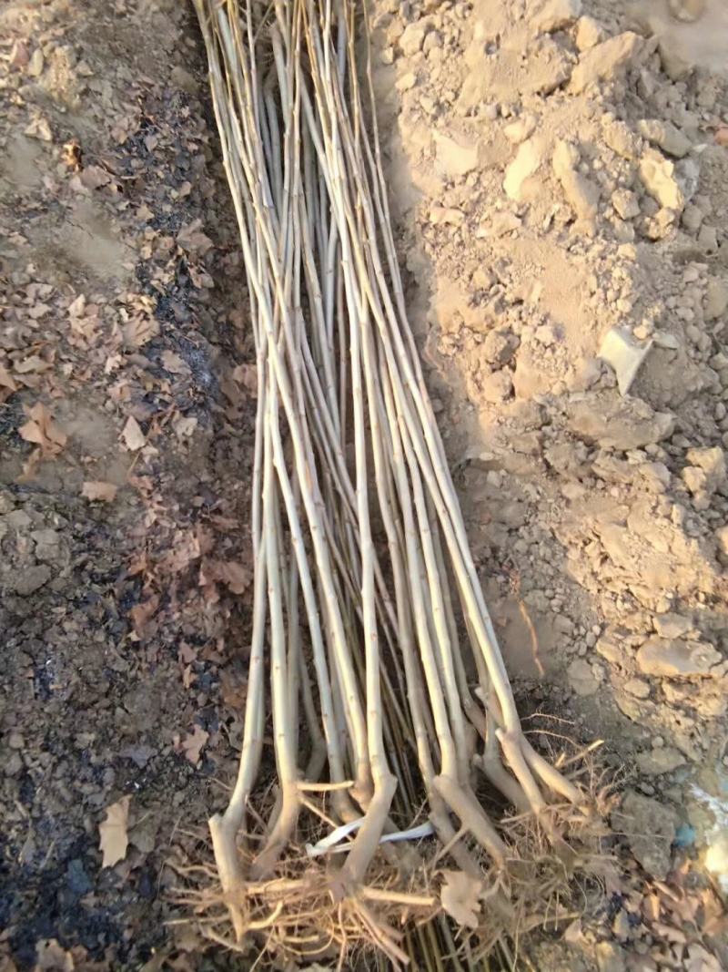 【推荐】法桐特价处理成活率高苗圃直发欢迎来电订购