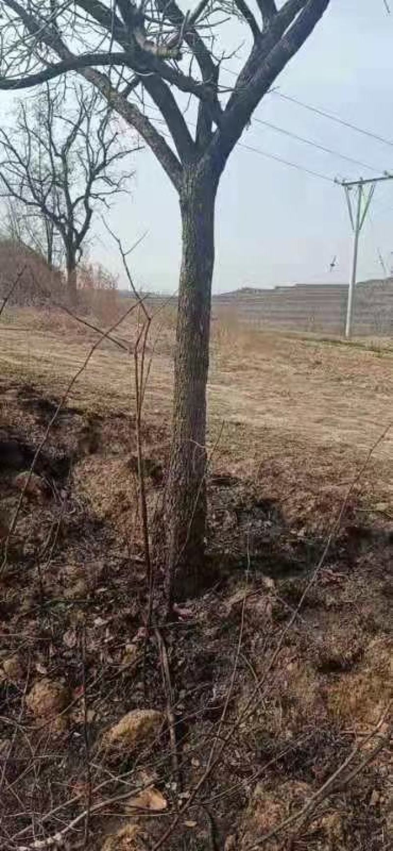 柿子树5---20公分规格都有柿子苗甜脆柿南方北方种植果苗