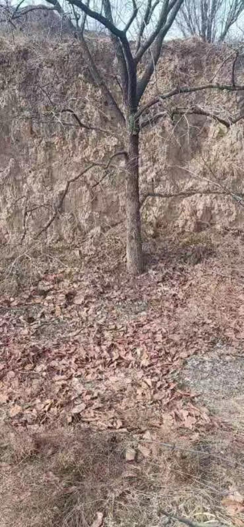 柿子树5---20公分规格都有柿子苗甜脆柿南方北方种植果苗