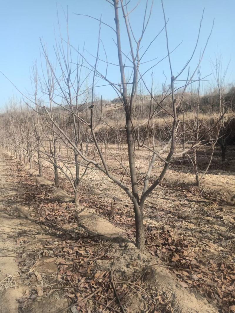 柿子树5---20公分规格都有柿子苗甜脆柿南方北方种植果苗