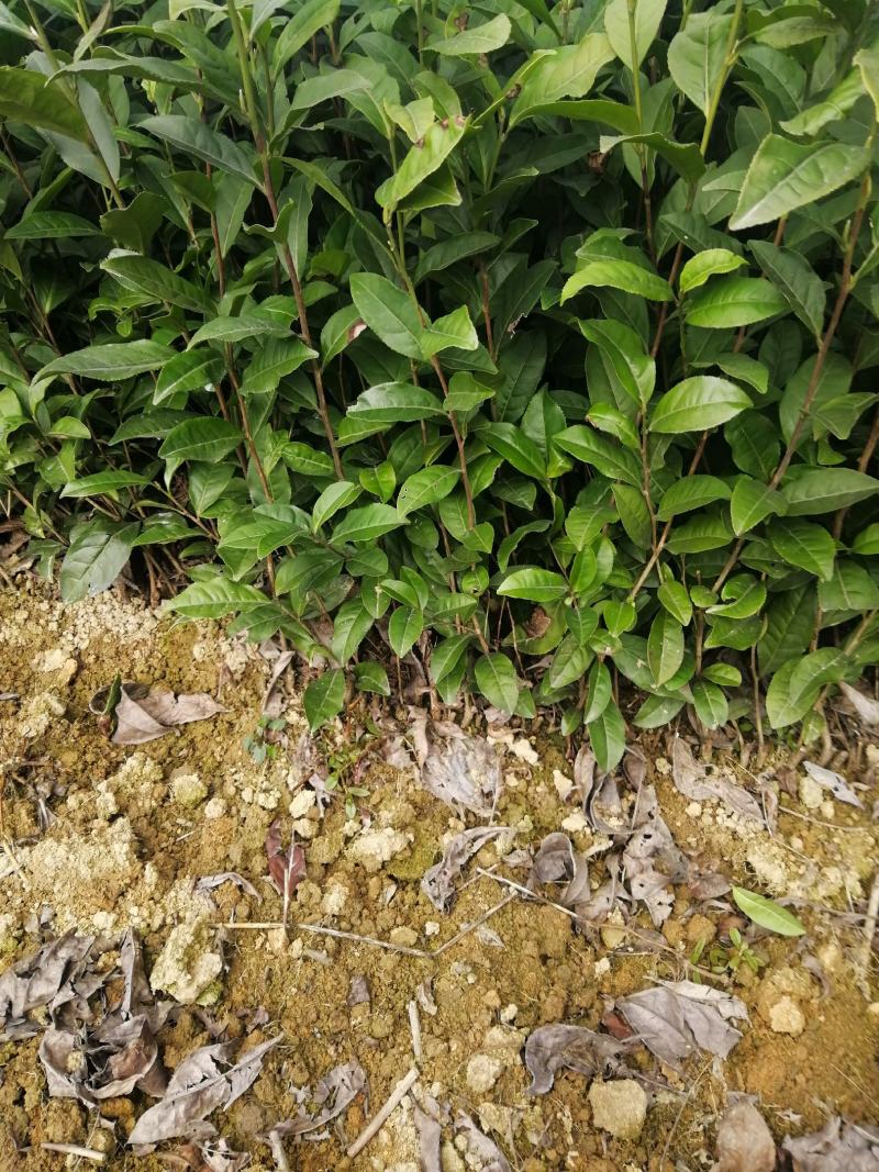 福选9号茶树苗，高品质茶苗