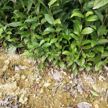 福选9号茶树苗，高品质茶苗