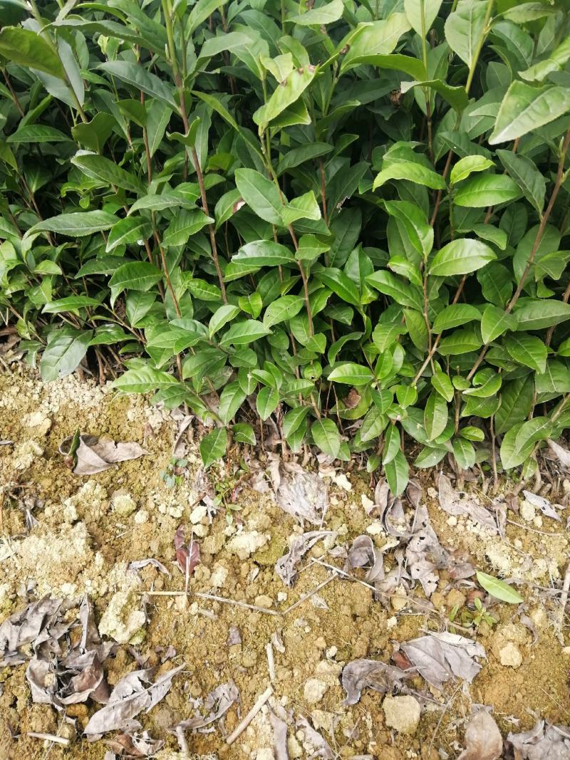 福选9号茶树苗，高品质茶苗