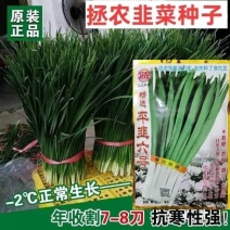 大白根韭菜种子特耐寒不休眠宽叶高产，基地专用