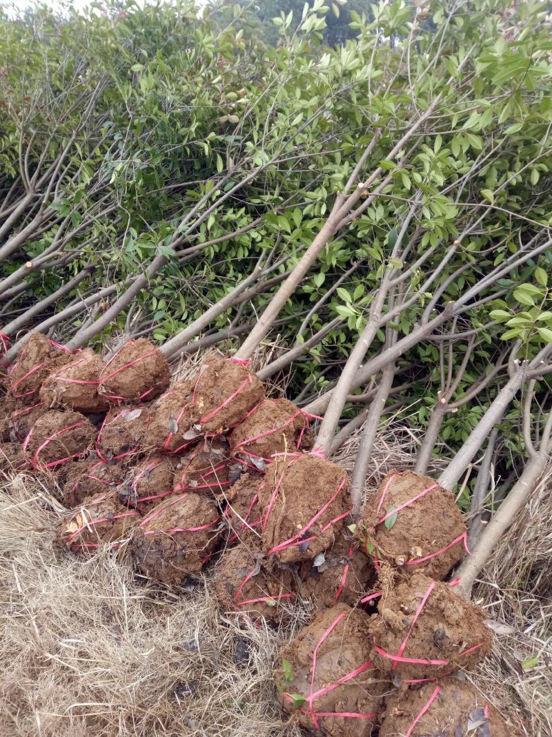【石楠树】红叶石楠树产地直销包成活包技术欢迎咨询