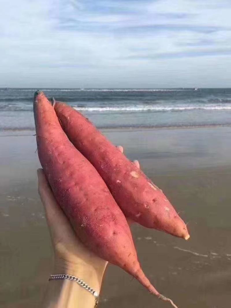 山东西瓜红烟薯大量上市中沙地半沙地红薯！