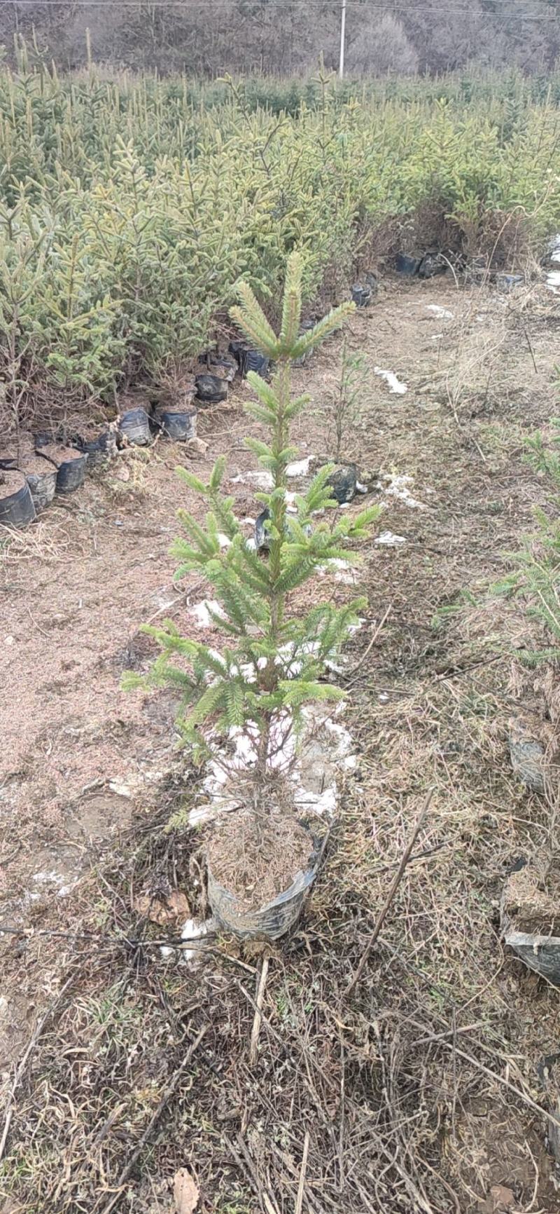 云杉杯苗，大田苗，量大从优，农户直销，价格合理